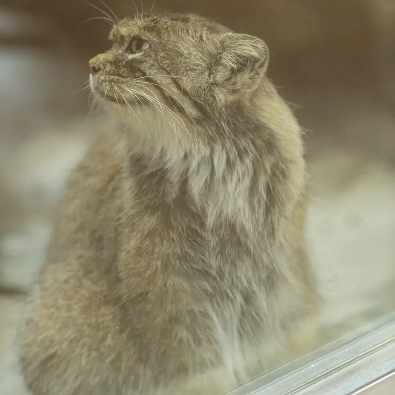 A photograph of Primula in Ueno Zoological Gardens