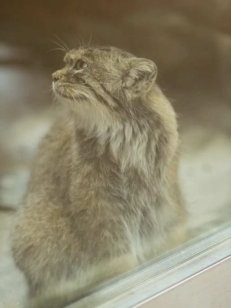 A photograph of Primula in Ueno Zoological Gardens
