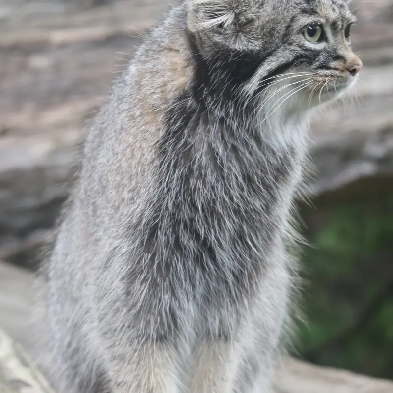 A photograph of Abrikos in Nasu Animal Kingdom