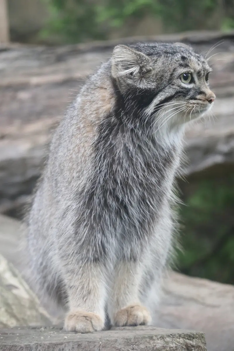 A photograph of Abrikos in Nasu Animal Kingdom
