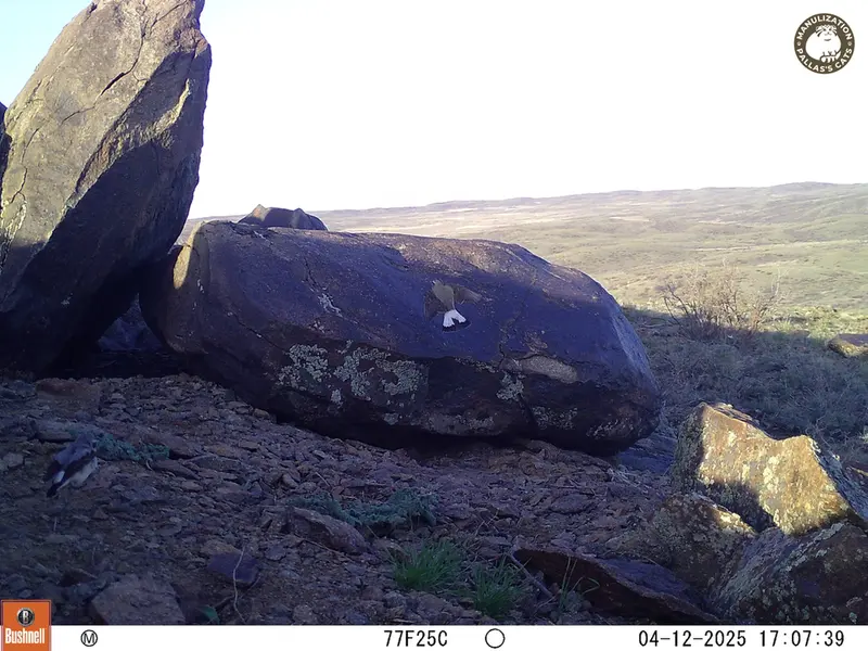 A photograph of a Pallas&#039;s cat from Koshkar camera trap