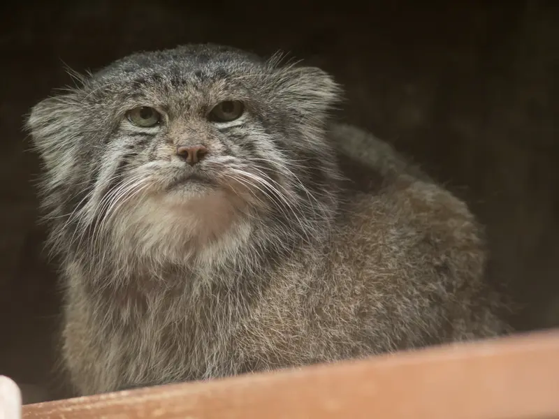 A photograph of Klyon in Ueno Zoological Gardens