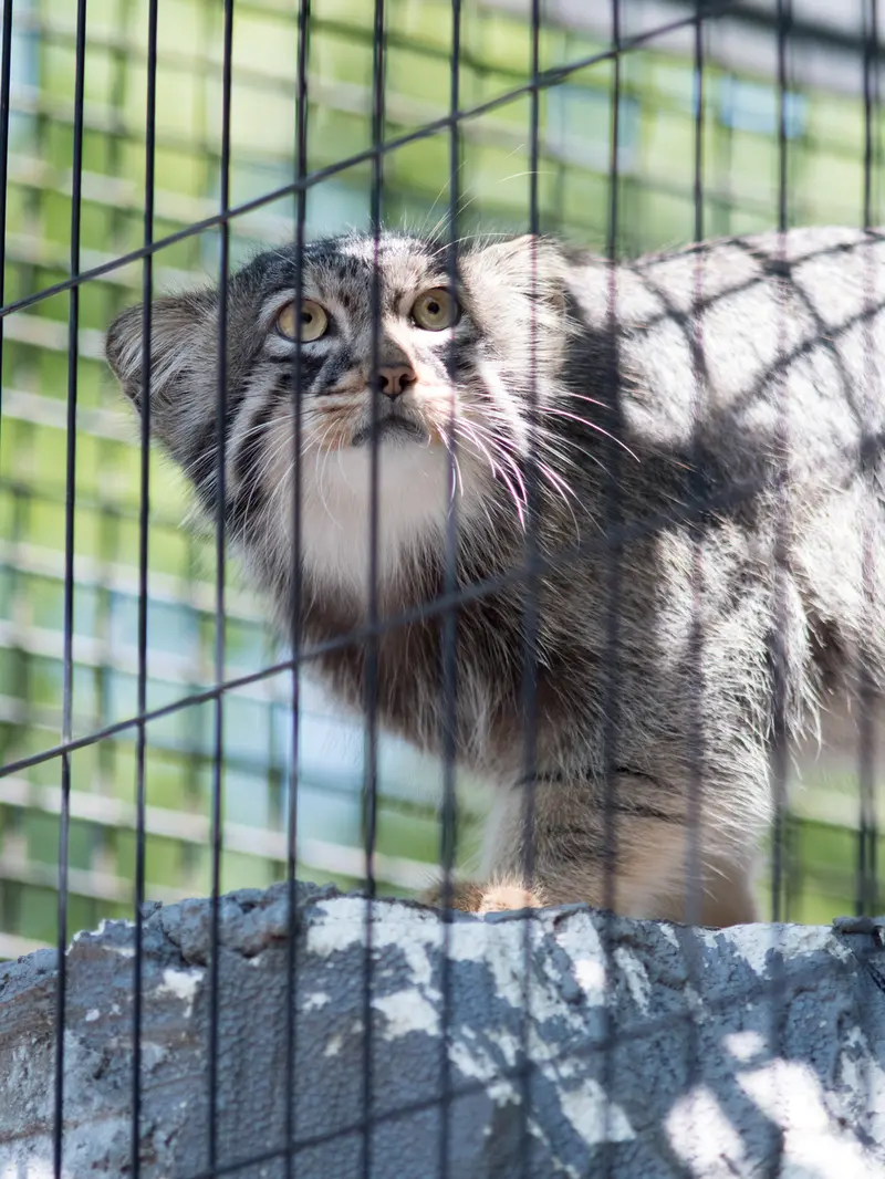 A photograph of Hide in Asahiyama Zoo