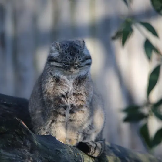 A photograph of Chengdu in Tierpark Berlin