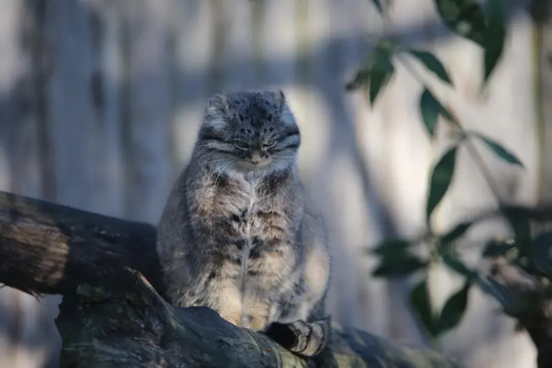 A photograph of Chengdu in Tierpark Berlin