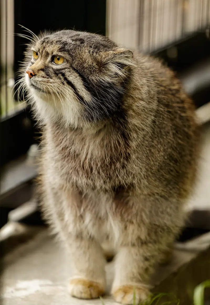 A photograph of a Pallas's cat