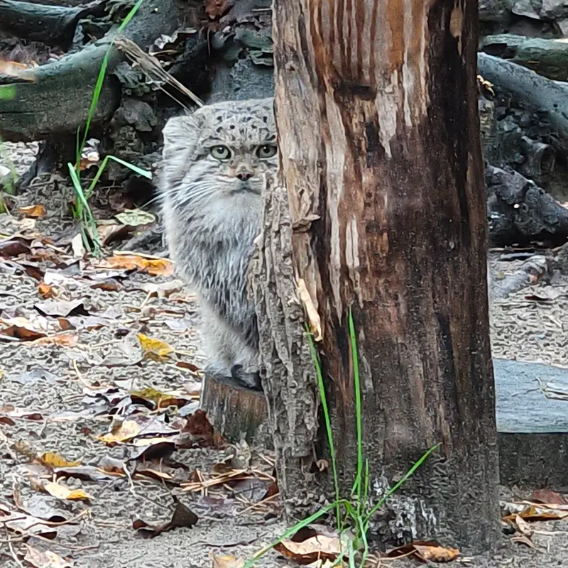 A photograph of Mia in Novosibirsk Zoo
