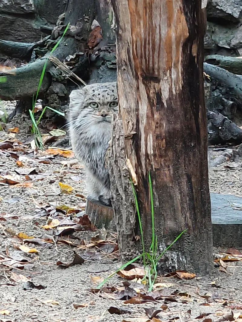 A photograph of Mia in Novosibirsk Zoo