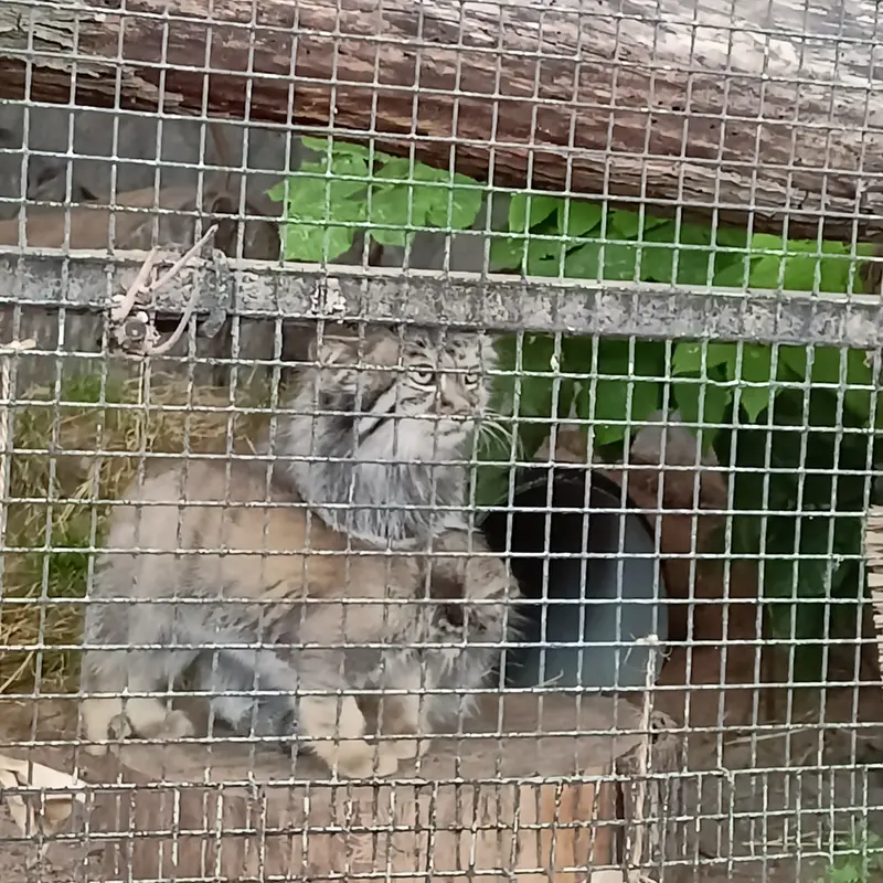 A photograph of a Pallas's cat