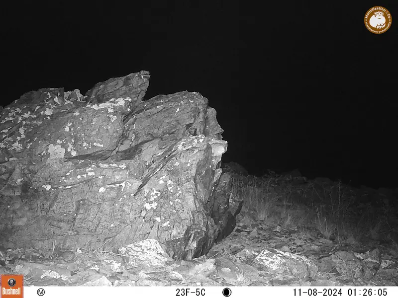 A photograph of a Pallas&#039;s cat from Karashoky camera trap