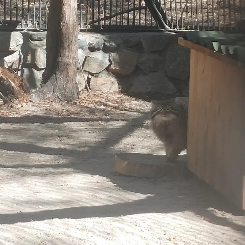 A photograph of Leon in Novosibirsk Zoo