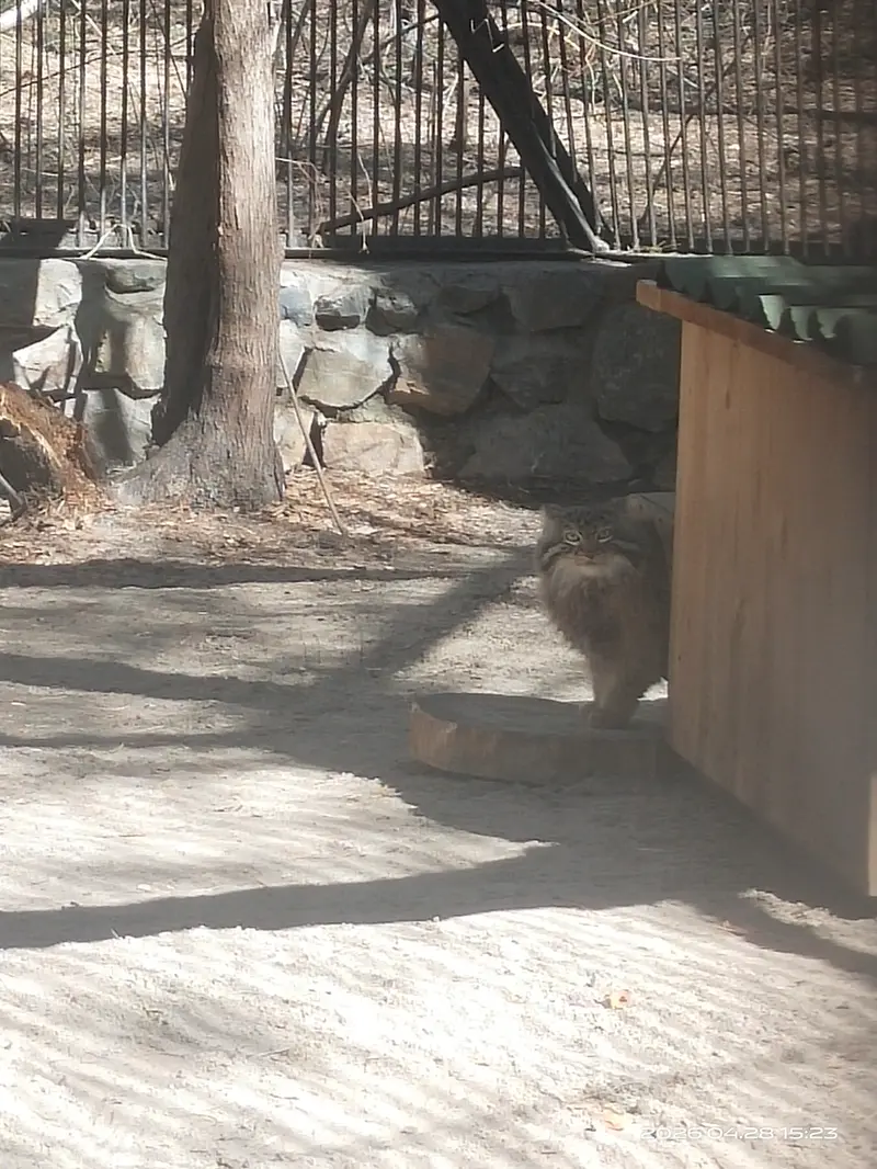 A photograph of Leon in Novosibirsk Zoo