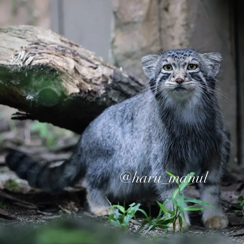 A photograph of Nagomu in Nasu Animal Kingdom