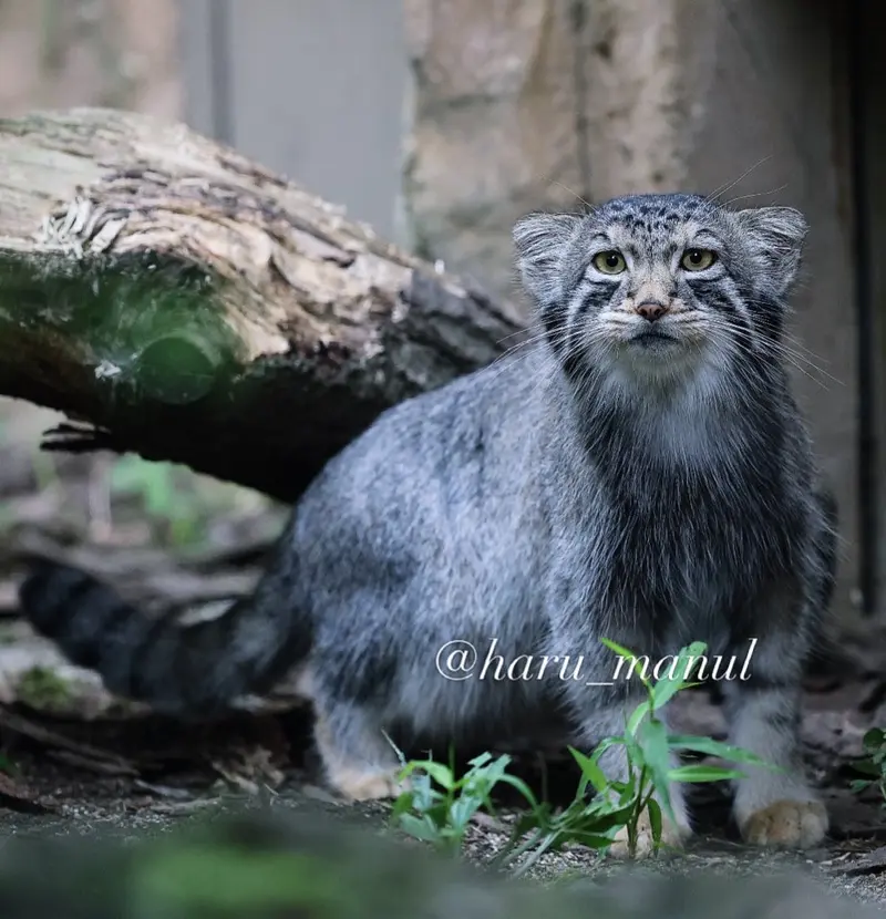 A photograph of Nagomu in Nasu Animal Kingdom