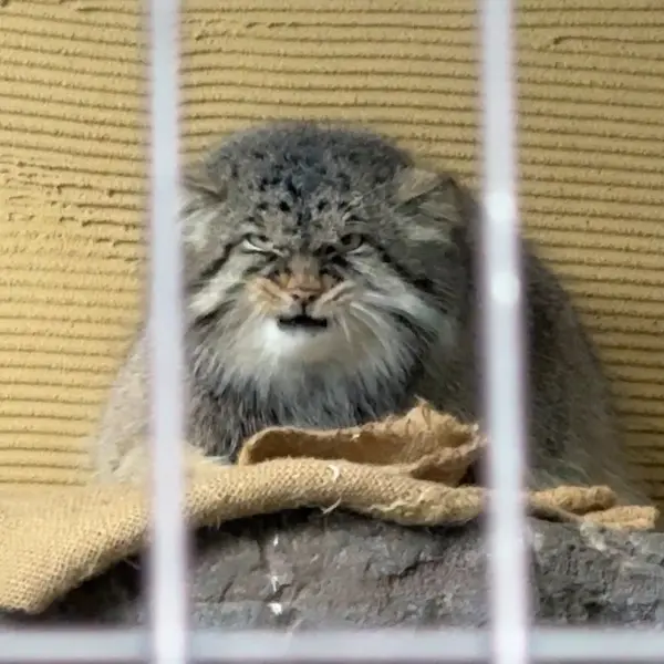 A photograph of Hide in Asahiyama Zoo