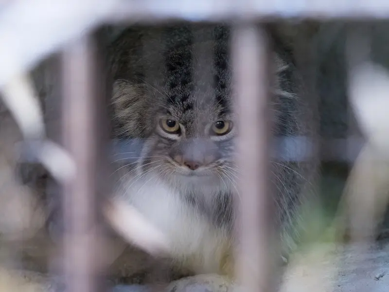 A photograph of Figa in Nogeyama Zoo