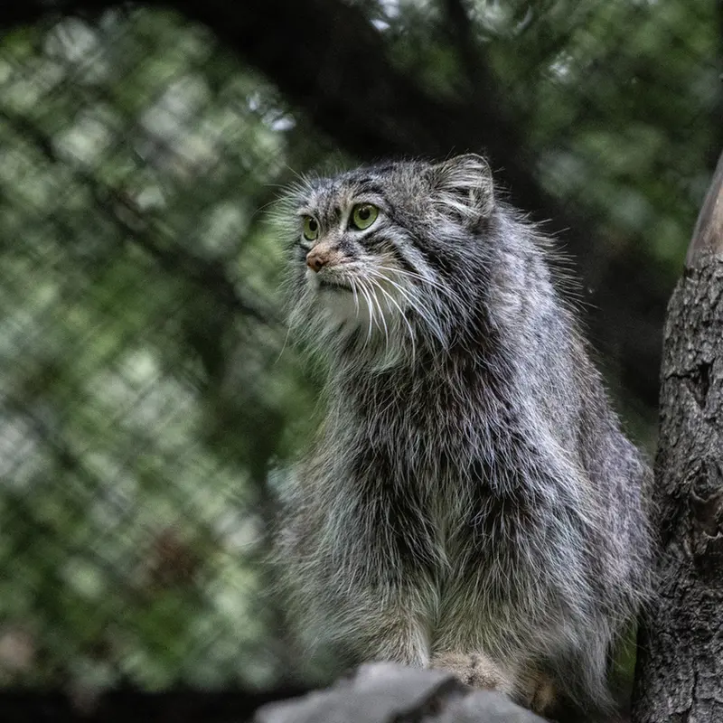 A photograph of Snezhinka in Novosibirsk Zoo