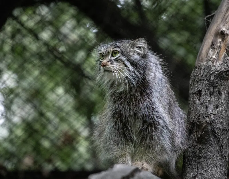 A photograph of Snezhinka in Novosibirsk Zoo