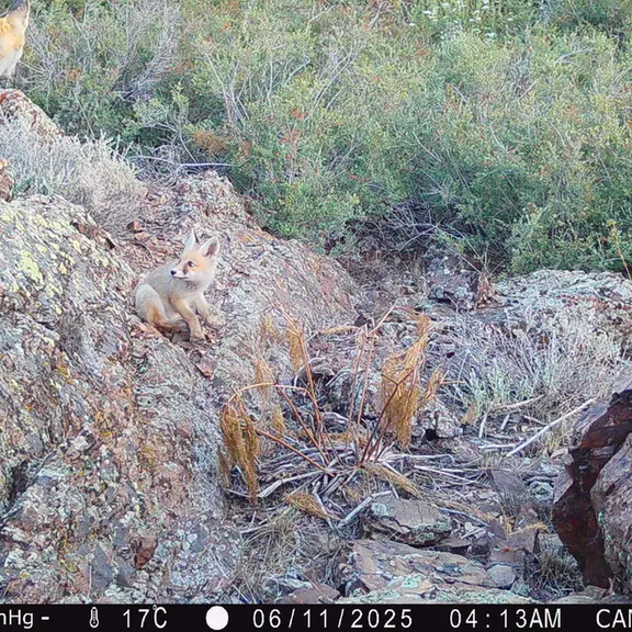 A photograph of Red fox from Zhundy 3 [new] camera trap