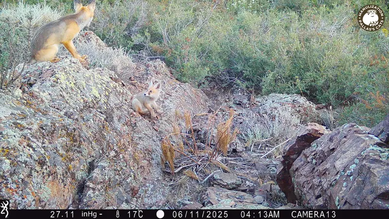 A photograph of Red fox from Zhundy 3 [new] camera trap