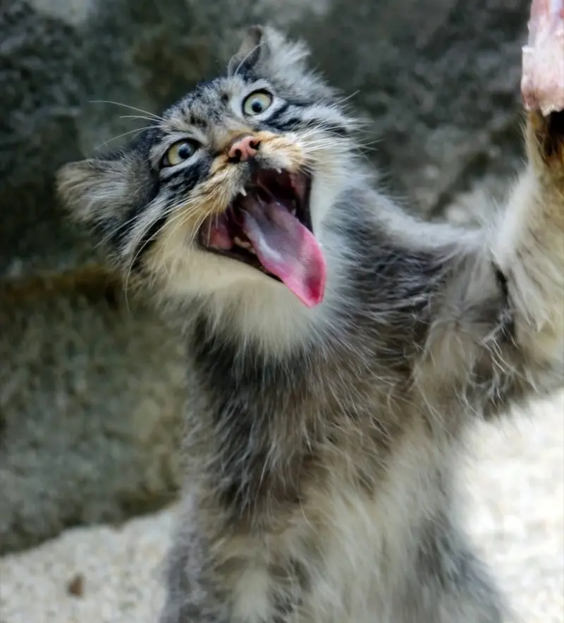 A photograph of a Pallas's cat