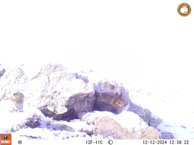 A photograph of Pika from Besshoky 1 camera trap