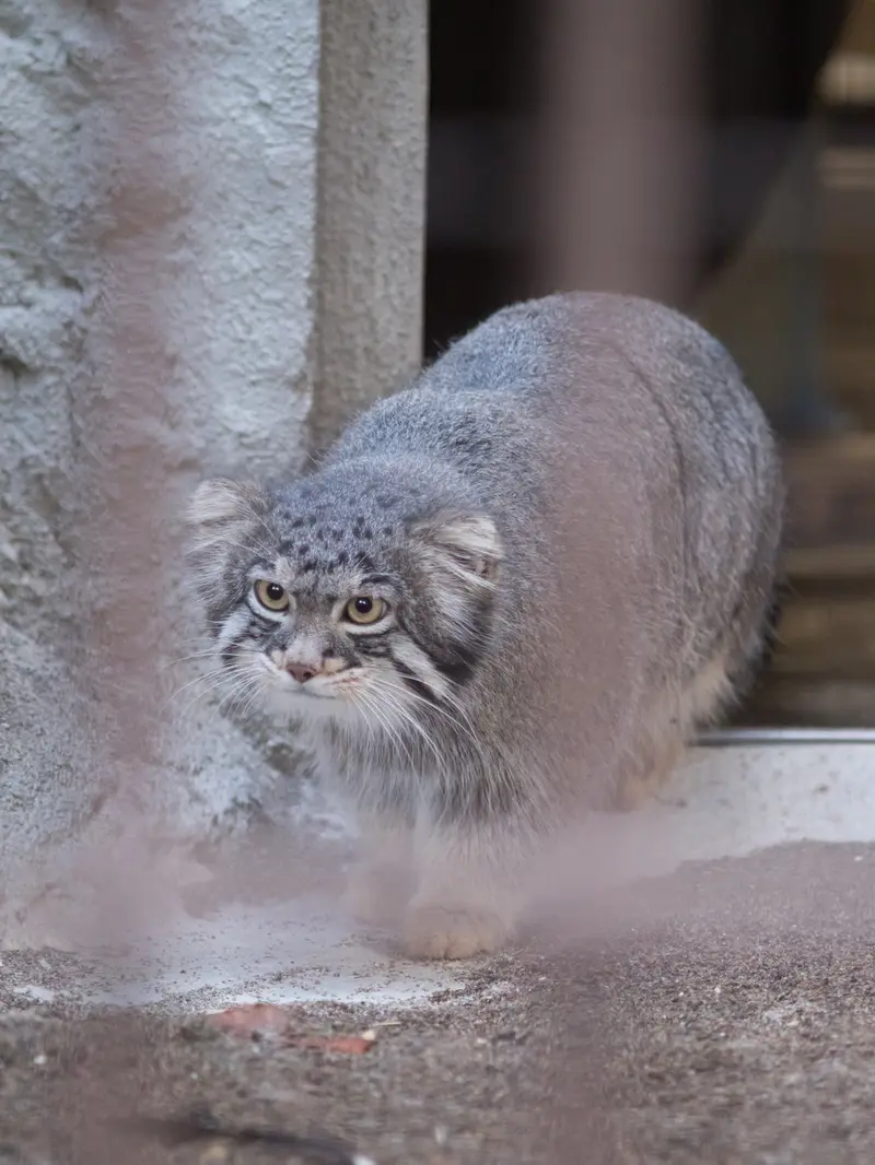 A photograph of Figa in Nogeyama Zoo