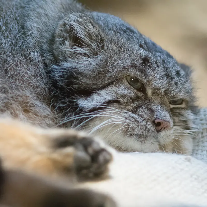 A photograph of Klyon in Ueno Zoological Gardens