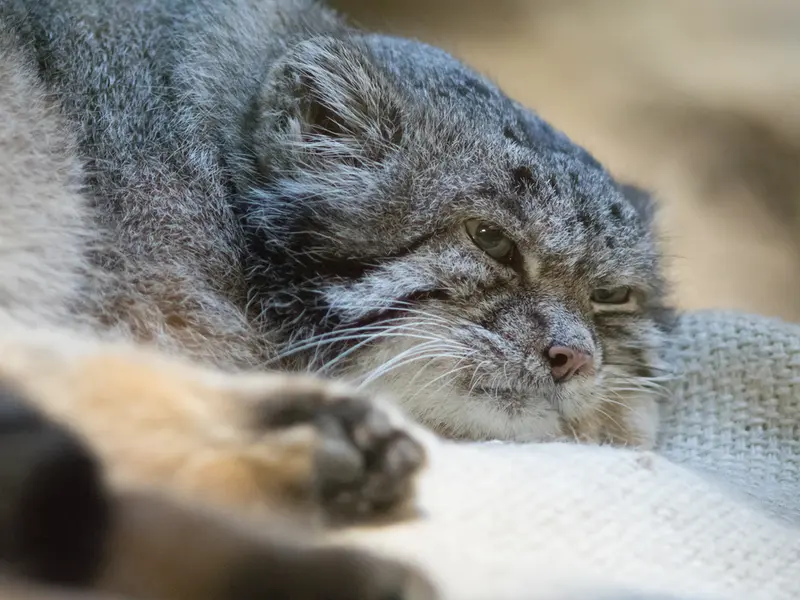 A photograph of Klyon in Ueno Zoological Gardens