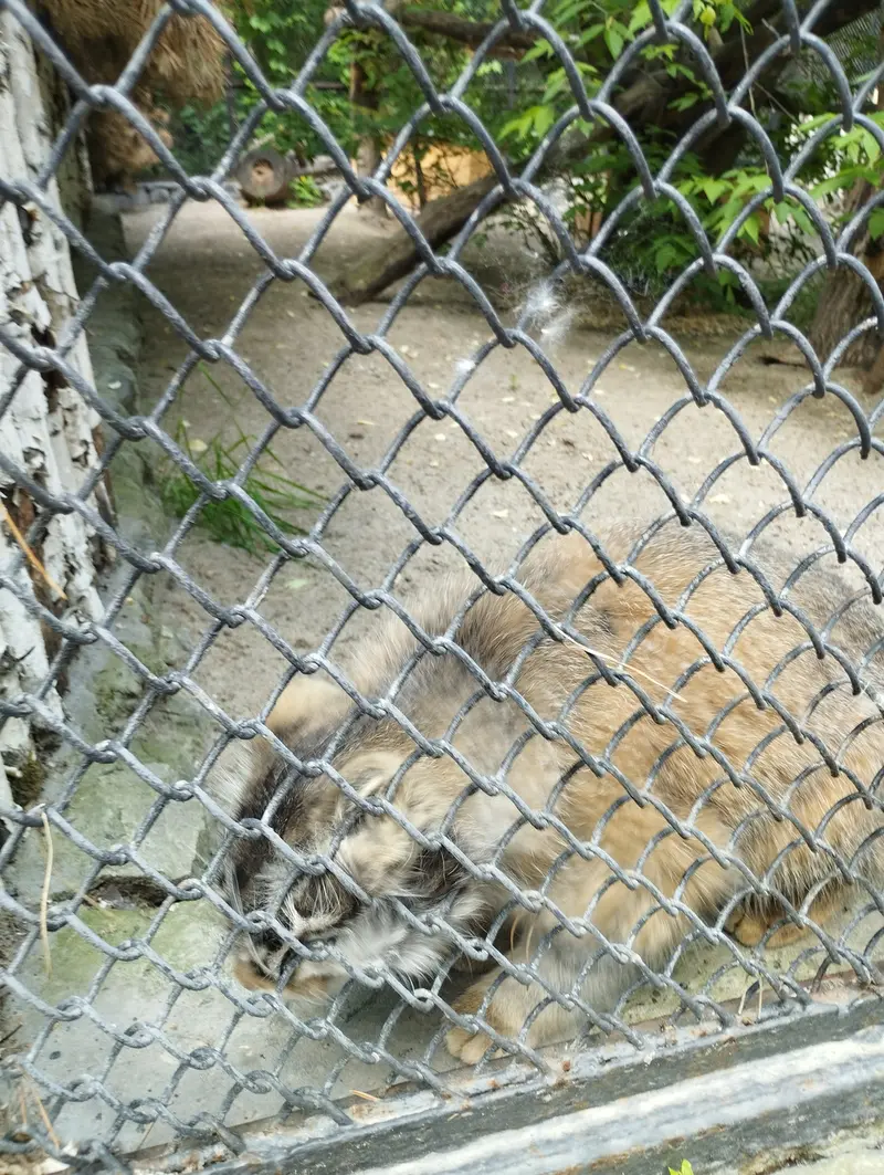 A photograph of a Pallas's cat in Novosibirsk Zoo