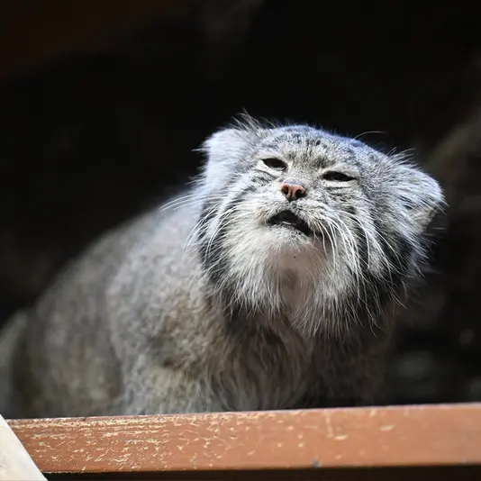 A photograph of Klyon in Ueno Zoological Gardens
