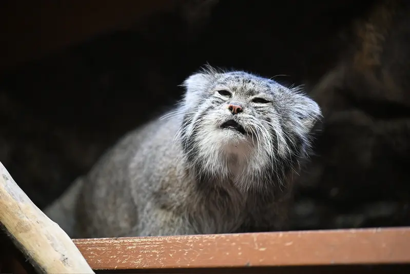 A photograph of Klyon in Ueno Zoological Gardens