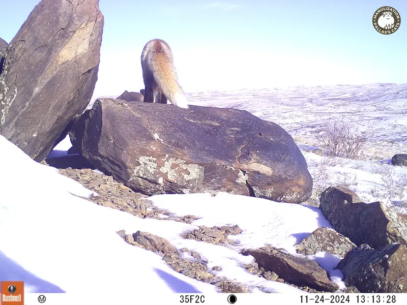 A photograph of Red fox from Koshkar camera trap