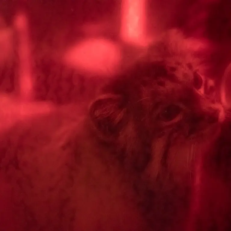 A photograph of Naim in Ueno Zoological Gardens