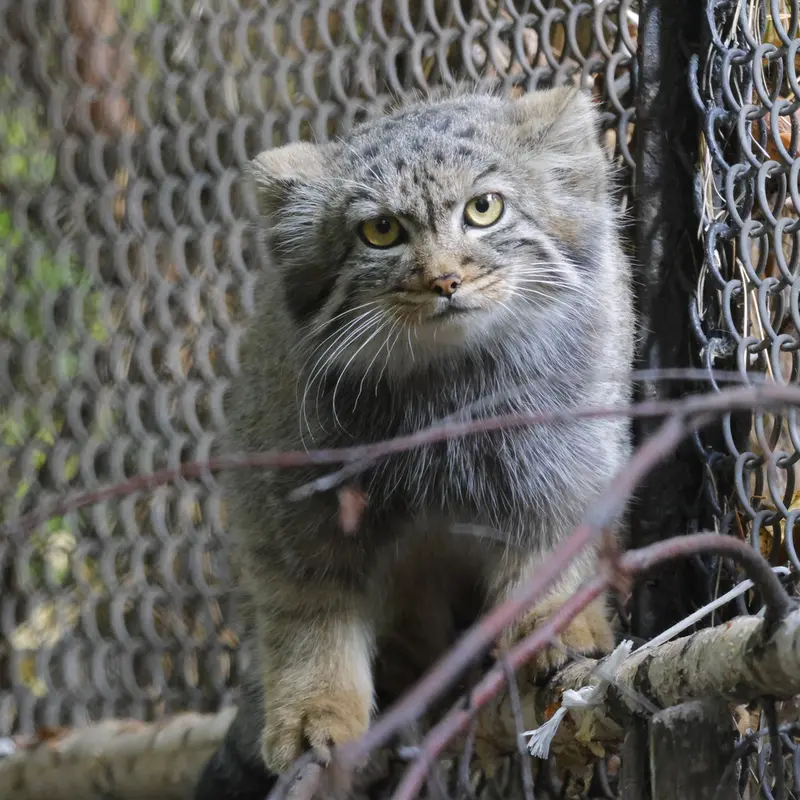 A photograph of Georgette in Novosibirsk Zoo