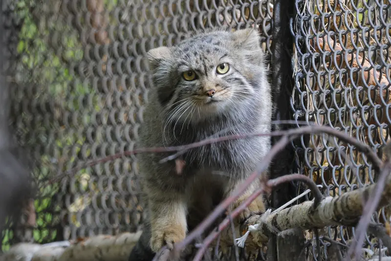 A photograph of a Pallas's cat in Novosibirsk Zoo