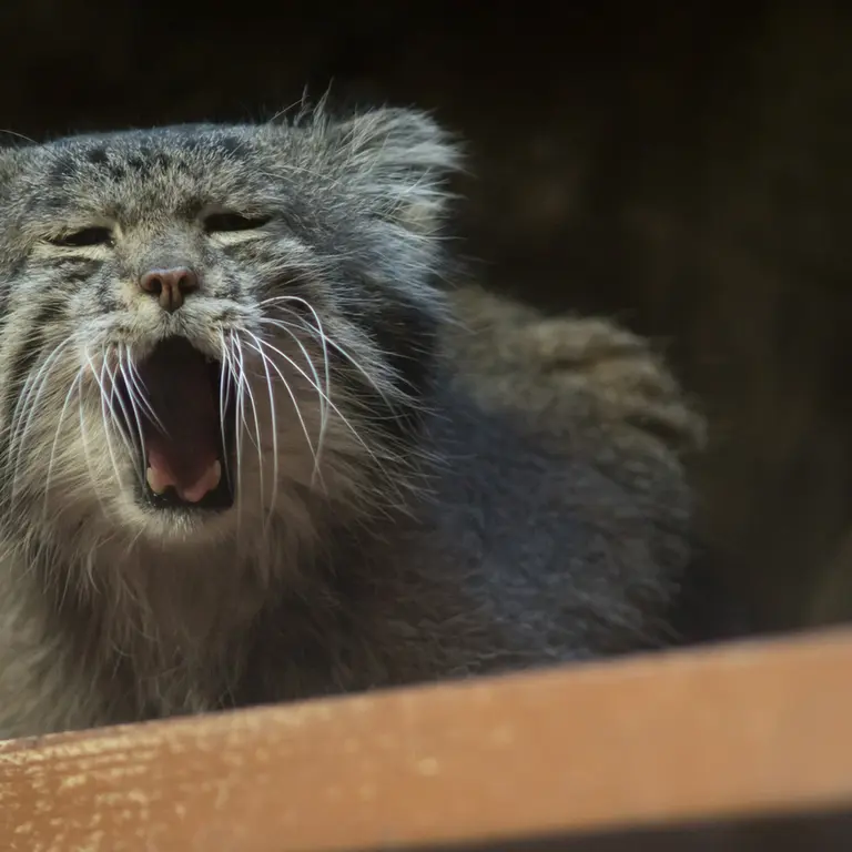 A photograph of Klyon in Ueno Zoological Gardens