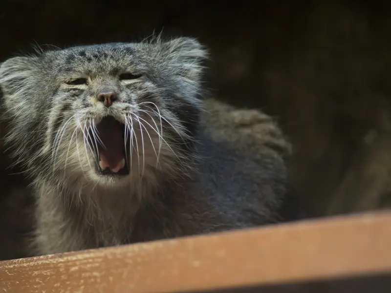 A photograph of Klyon in Ueno Zoological Gardens