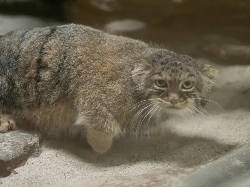 A photograph of Shafran in Ueno Zoological Gardens