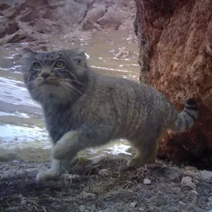 A red fox captured a Pallas’s cat in the wild