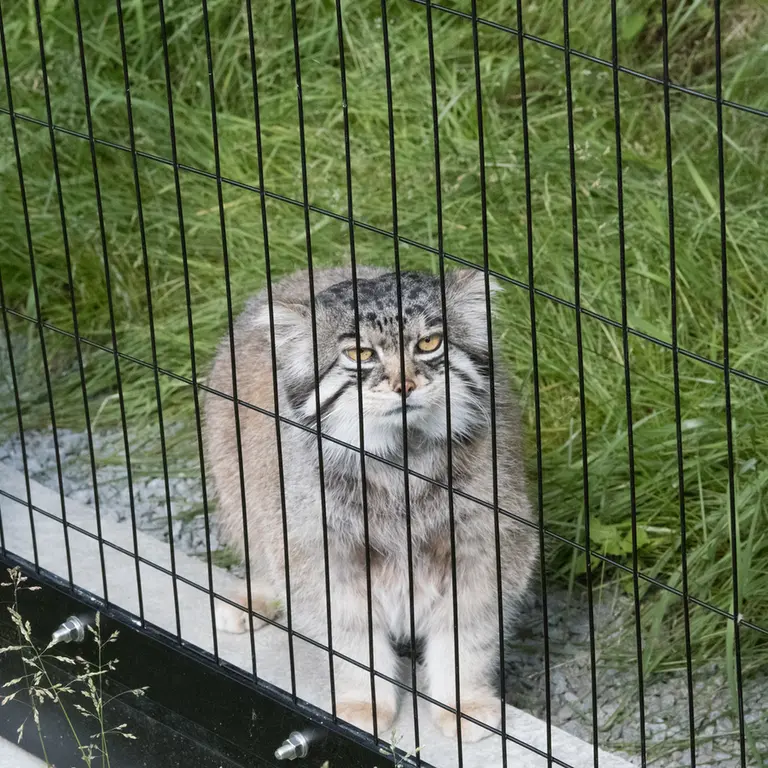 A photograph of Grusha in Asahiyama Zoo