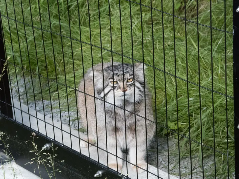 A photograph of Grusha in Asahiyama Zoo