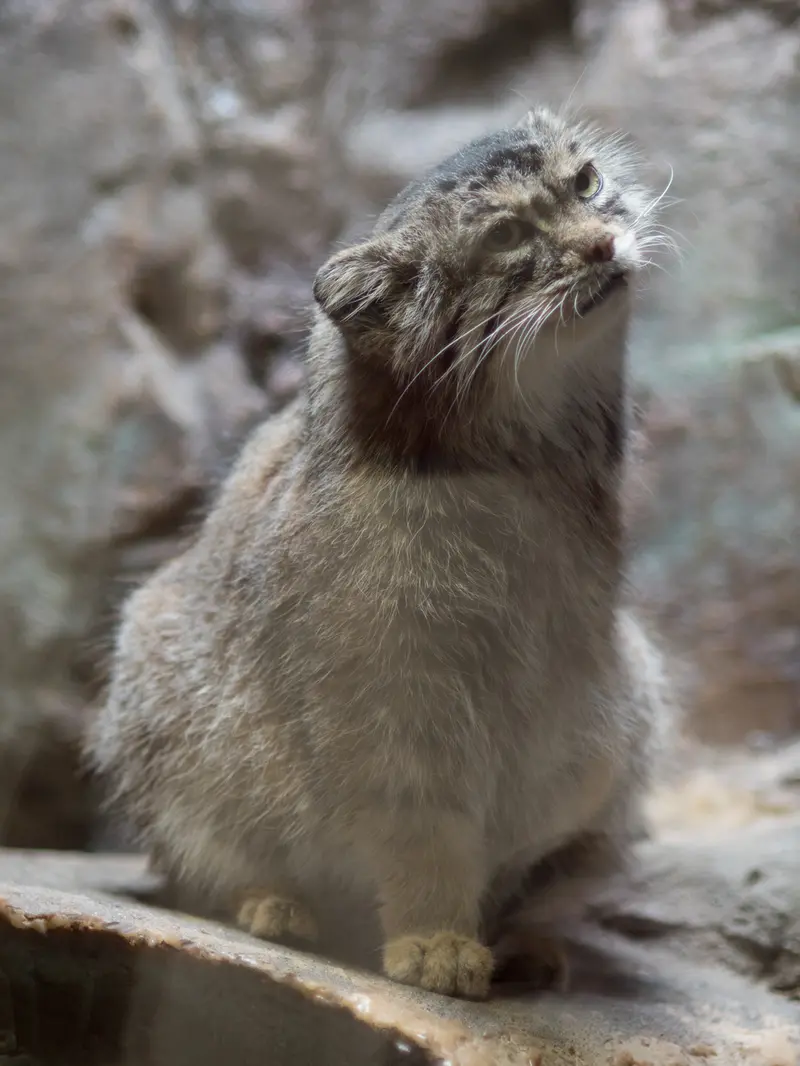 A photograph of Primula in Ueno Zoological Gardens
