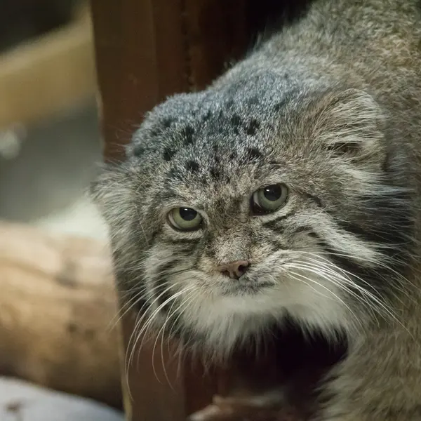 A photograph of Klyon in Ueno Zoological Gardens