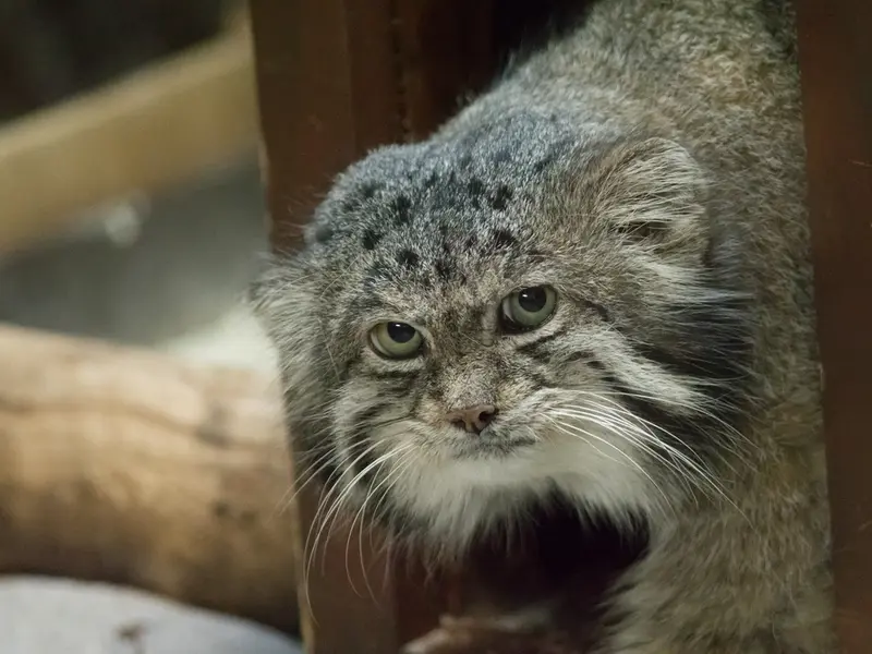 A photograph of Klyon in Ueno Zoological Gardens
