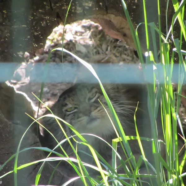 A photograph of Manni in Dessau Zoo