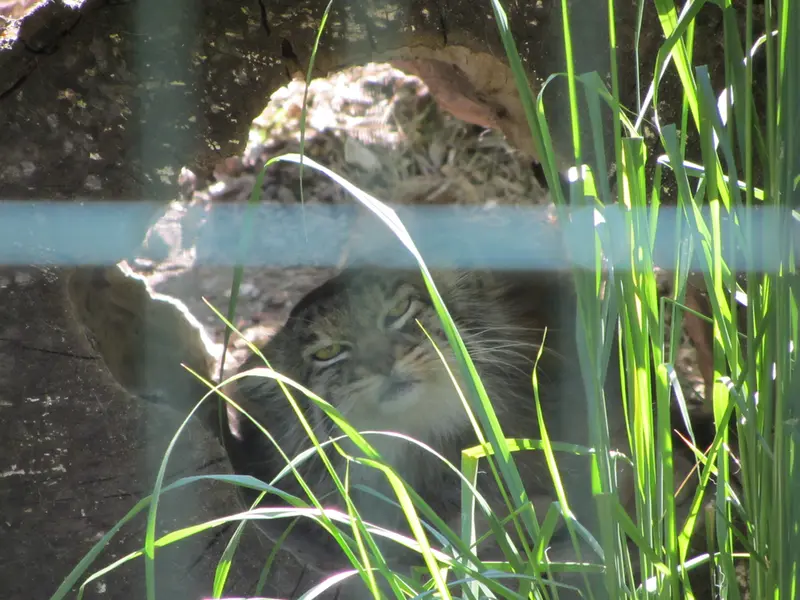 A photograph of Manni in Dessau Zoo