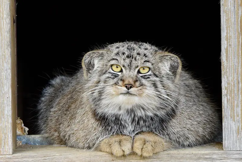 A photograph of Altai in Port Lympne Wild Animal Park