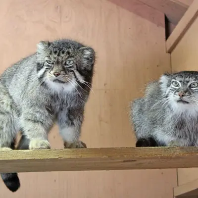 A photograph of Sebastian and Marie in Saitama Children's Zoo