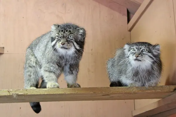 A photograph of Sebastian and Marie in Saitama Children's Zoo